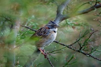 Strnadec ranni - Zonotrichia capensis - Rufous-collared Sparrow o3180